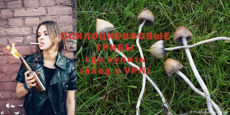 Псилоцибиновые грибы Psilocybe  как найти закладки  Заинск 